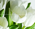 Декор Polcolorit Arco Verde Tulipan Панно X9999049569, 50 х 60 см, 2 плитки, белый, зеленый - фото 1